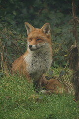 Red Fox Portrait 8