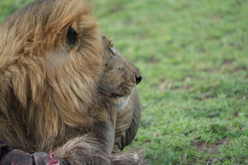 Naklejka premium alpha male lion of a pride in the seerengeti national park. Alpha lion eating a wildebeest gnu carcass