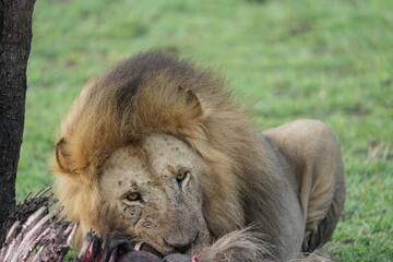 alpha male lion of a pride in the seerengeti national park. Alpha lion eating a wildebeest gnu...