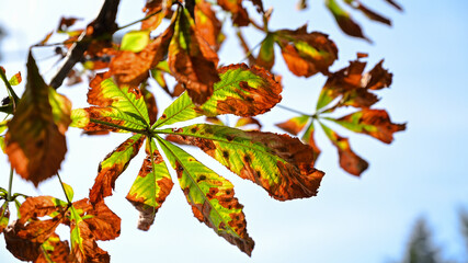 Autumn leaves, vivid sky, in Belgrade

