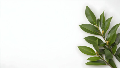 Green leaves against white background for design templates, posters, or product presentation