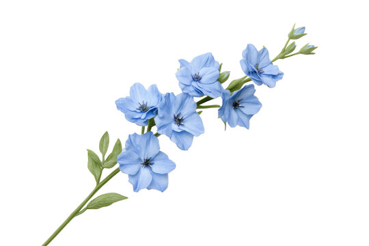 Fototapeta Beautiful blue flowers on a delicate green stem