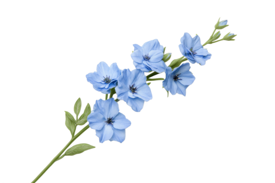 Beautiful blue flowers on a delicate green stem