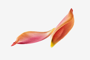 花びらの雫 - 自然の恵み、美の象徴_002