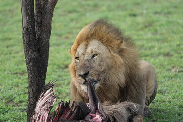 alpha male eating a carcass in the serengeti national park tanzania, wildebeest, close up, headshot