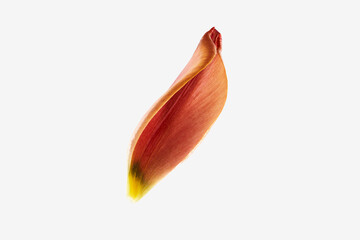 花びらの雫 - 自然の恵み、美の象徴_001