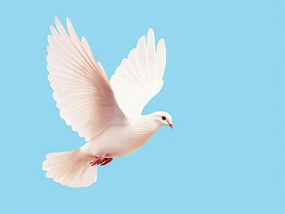 Obraz premium Soaring white dove in flight against a blue sky bird photography nature outdoor aerial perspective serenity