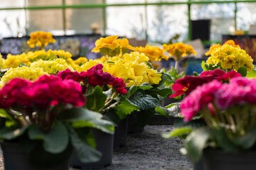 Flower Market with Colorful Primroses