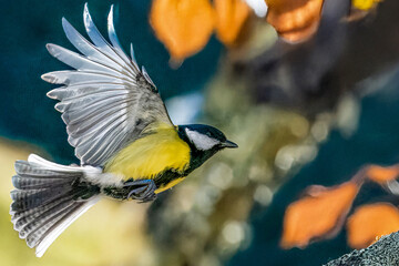 Una cinciallegra (Parus major) in volo con le ali spiegate si prepara ad atterrare sul ramo su cui...