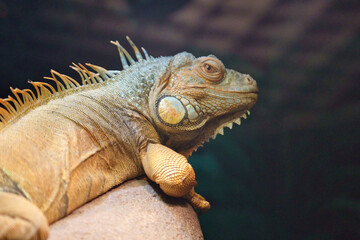 The green iguana (Iguana iguana), also known as the American iguana Head Shot at Tennōji Zoo