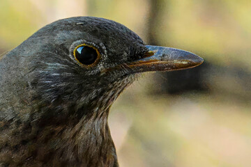  Primo piano di una femmina di merlo (Turdus merula).
