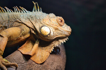 The green iguana (Iguana iguana), also known as the American iguana Head Shot at Tennōji Zoo