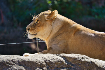 King of the Beasts Female lion at Osaka Tennoji Zoo in Osaka