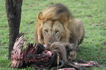 male lion (king of the savanna) eating a wildebeest carcass, gnu carcass, in the serengeti national...