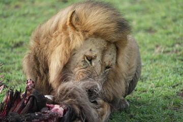 Naklejka premium male lion (king of the savanna) eating a wildebeest carcass, gnu carcass, in the serengeti national park tanzania