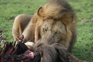 male lion (king of the savanna) eating a wildebeest carcass, gnu carcass, in the serengeti national...