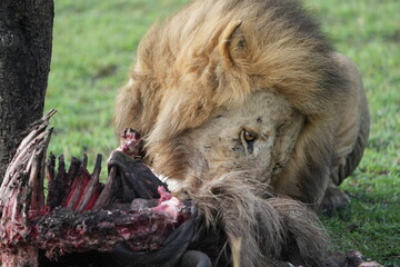 male, lion, alpha, panthera leo, leo, panthera, safari, serengeti national park, serengeti,...