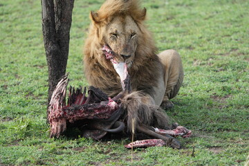 male, lion, alpha, panthera leo, leo, panthera, safari, serengeti national park, serengeti,...