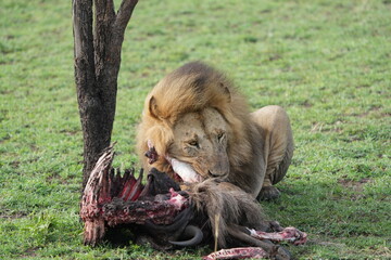 Naklejka premium male lion (king of the savanna) eating a wildebeest carcass, gnu carcass, in the serengeti national park tanzania