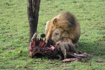 male lion (king of the savanna) eating a wildebeest carcass, gnu carcass, in the serengeti national park tanzania
