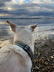 Hund schaut aufs Wasser