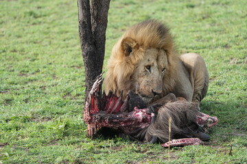 male alpha lion eating a gnu / wildebeest carcass in the serengeti national park tanzania, circle...