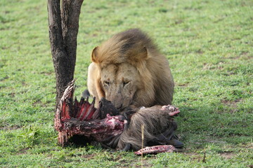 male alpha lion eating a gnu / wildebeest carcass in the serengeti national park tanzania, circle...