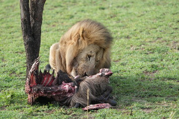 male alpha lion eating and munching on the carcass of a wildebeest, gnu - a very good dinner