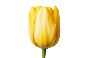 Yellow tulip on white background