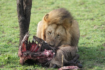 male, lion, alpha, panthera leo, leo, panthera, safari, serengeti national park, serengeti,...