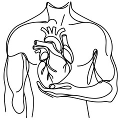 Human Heart Anatomy Line Drawing
