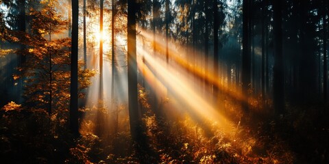 Fototapeta premium Sunlight streaming through forest in morning mist with autumn foliage