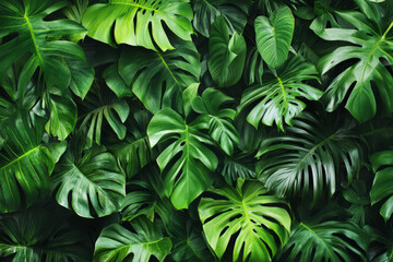 Lush rainforest canopy viewed from above, with vibrant green foliage forming a rich, dense pattern.