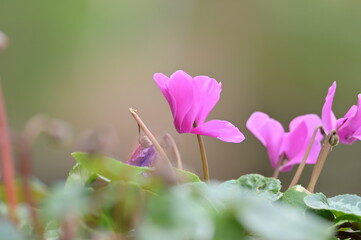 Pink cyclamen flowers with soft green background