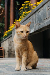Ginger Kitten