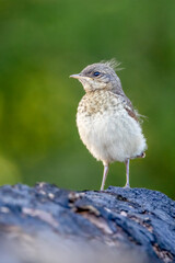 northern wheatear