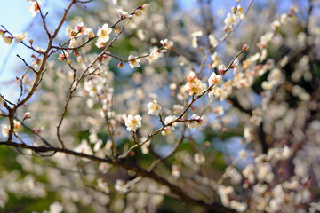 plum bossom in spring in China