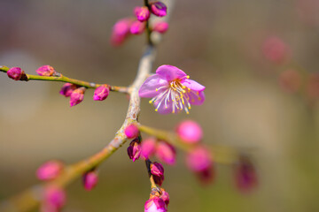 Fototapeta premium plum bossom in spring in China
