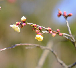 plum blossom in spring in China
