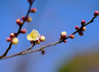 plum blossom in spring in China