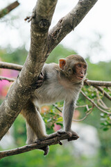 Cute Monkey Sitting on a Tree