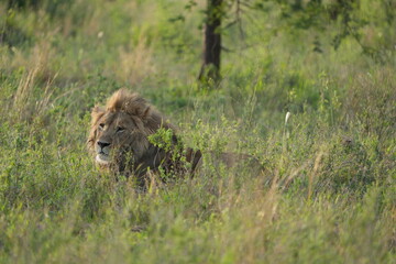 portrait of a male lion laying in the grass in the serengeti national park, wallpaper, happy