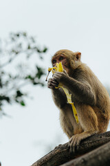 Monkey Eating a Banana on a Tree