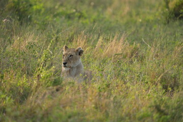 portrait of a female lion (lioness) laying in the grass in the morning light, wallpaper, idyllic headshot
