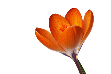 Bright orange crocus flower blooms in springtime