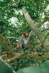 Cute Monkey Sitting on a Tree