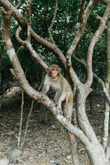 Cute Monkey Sitting on a Tree