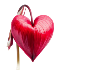 Heart shaped flower in vibrant red color