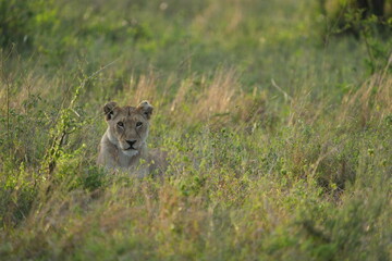 portrait of a female lion (lioness) laying in the grass in the morning light, wallpaper, idyllic headshot