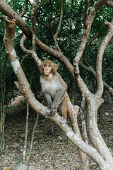 Cute Monkey Sitting on a Tree